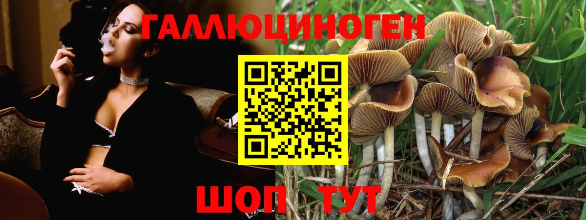 Красноярск  закладка  Вход с VPN  Галлюциногенные грибы Psilocybe 